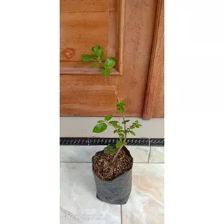 Bibit Bonsai Sancang