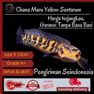 Ikan Hias Predator Aquarium Aquascape Air Tawar Chana Channa Maru Ys Yellow Sentarum Red Eye Murah