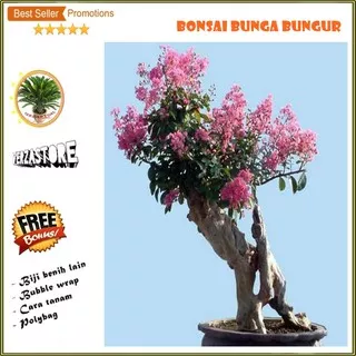 biji benih bonsai bunga bungur /30 biji