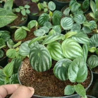 Tanaman Peperomia Watermelon