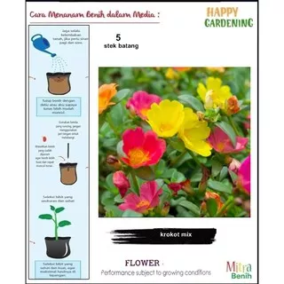 bibit stek batang  tanaman bunga portulaca mossrose  mossros krokot mix warna campur isi 5batang