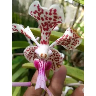 Vanda tricolor