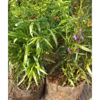 Tanaman lavender
