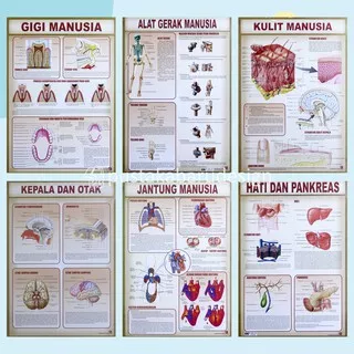 Poster Edukasi Anak Mainan Edukasi Anak Lembaran Seri Anatomi Tubuh Manusia Alat Gerak Jantung Gigi Hati Kulit Manusia Dan Kepala