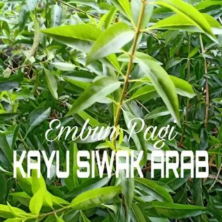 Best Seller] Bibit Pohon Kayu Siwak Arab Original