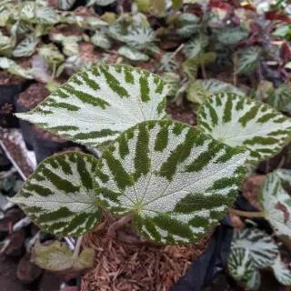 Tanaman Hias - Begonia Moss Carpet