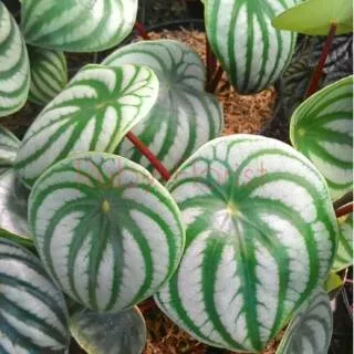 Tanaman Peperomia Watermelon