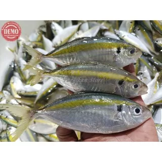 Ikan Selar Segar Ikan Selar Kuning Ikan Fresh Kualitas GARANSI SEGAR