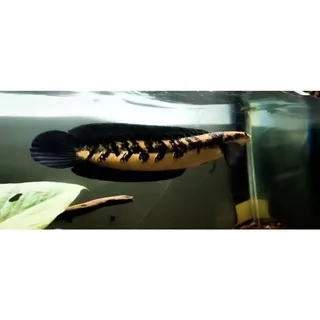 Ikan Chana Maru Yellow Sentarum ( size 6-11 di varian produk) / ikan predator / ikan chana murah / maru kuning / ikan cana / ikan channa