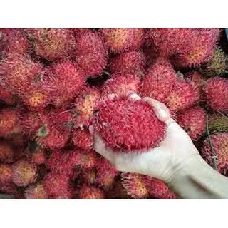 Tanaman rambutan garuda jumbo super unggul