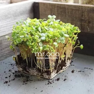 Microgreens - Buckwheat (Organic) - 10 Gram (+/- 270 benih) - Repack Benih USA