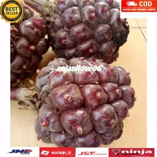 HONJE LAKA MERAH 1 KG