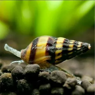 Keong Assasin snail Aquarium Aquascape