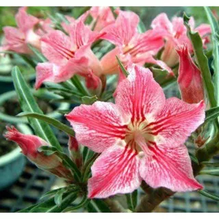 Bibit Bunga Kamboja Bunga adenium Pink