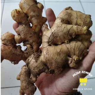 Jahe Gajah 1Kg Super Jahe Sayur Jahe Segar Jahe Putih 1kg