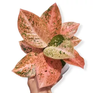 aglaonema stardust orange (tanaman hias aglaonema stardust orange ) bisa COD?