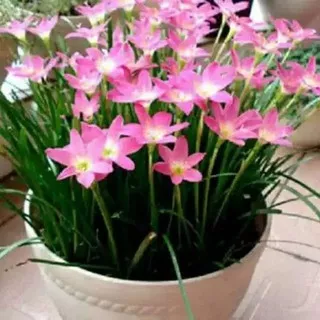 Tanaman hias kucai bunga pink, pohon kucai bunga pink, pohon kucai, tanaman Lily hujan bunga pink