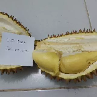 Durian monthong matang pohon