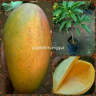 Bibit mangga kyojai super jumbo unggul