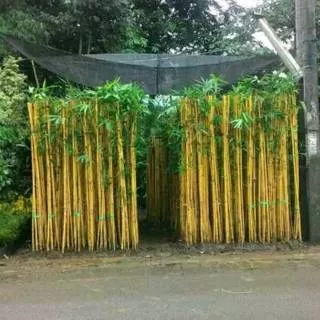 Bambu kuning. Bambu panda asli berkualitas