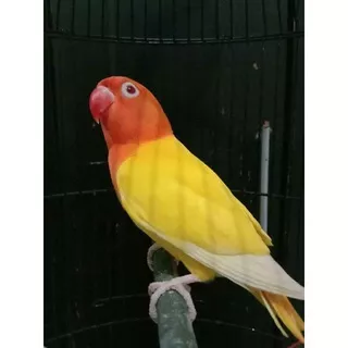 Burung Lovebird Biola Lutino MM