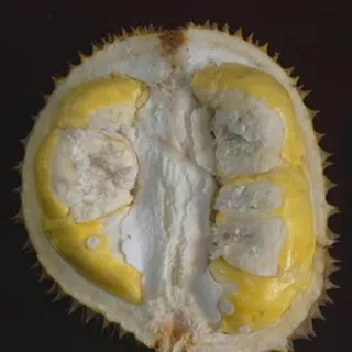 $$## Bibit Durian Matahari 60Cm