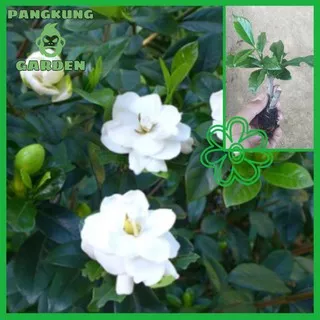 Tanaman bunga kaca piring putih | Gardenia augusta | melati bali