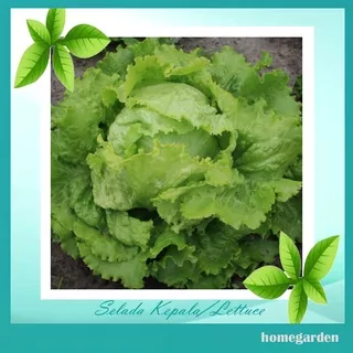 Bibit Lettuce Benih Selada Kepala Benih Lettuce Bibit Butterhead lettuce Benih Tanaman Sayuran