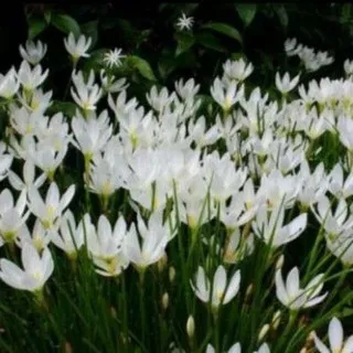 Tanaman Hias Kucai Bunga Putih