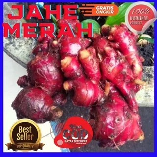 JAHE MERAH 1KG/JAHE MERAH SEGAR/JAHE MERAH MEDAN  JAHE MERAH /JAHE MERAH SEGAR 1KG/JAHE MERAH MEDAN 1KG TEMULAWAK 1KG ORIGINAL JAHE GAJAH 1KG