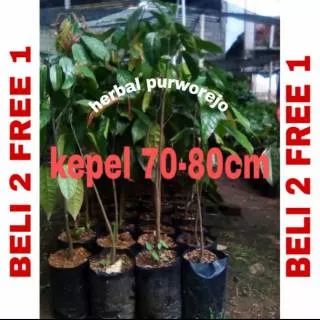 PROMO BELI 2 FREE 1 // BIBIT BUAH KEPEL  70CM // BUAH KEPEL // TANAMAN KEPEL