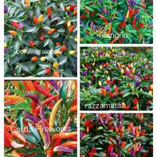 [PAKET CABE PELANGI]Benih-biji-bibit 5 Jenis Cabai hias cabai unik Cabai pelangi Cabai Rainbow