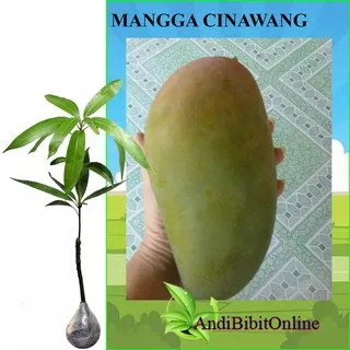 Tanaman Mangga Cinawang (Tinggi 40-60 cm)