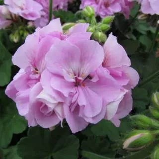 Benih GERANIUM ROYAL PINK - Biji Bibit Bunga