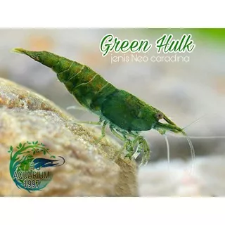 udang hias murah udang hias geen  hluk aquarium& Aquascape