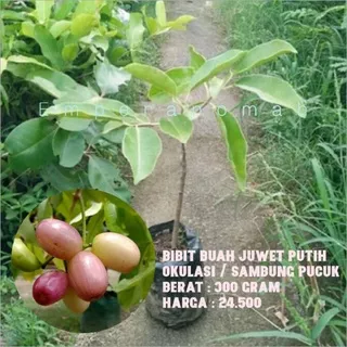 Bibit Buah Juwet Putih Bibit Buah Duwet Putih Cepat Berbuah