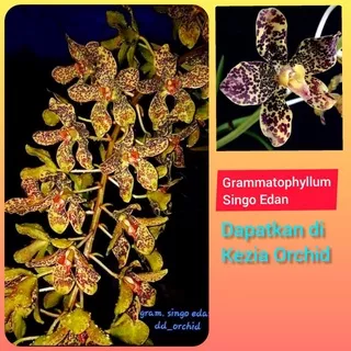 Anggrek Grammatophyllum Singo Edan / Grammatophyllum Singoedan / Gramma Singo Edan