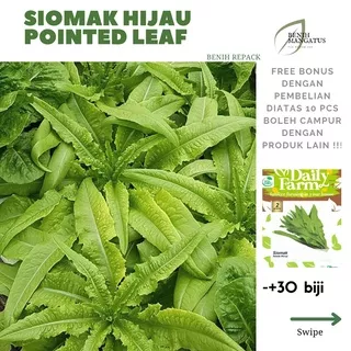 Benih selada SIOMAK hijau GREEN POINTED LEAF -+30 BIJI Tanaman bibit sayuran hidroponik merk DAILY FARM repack MURAH