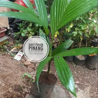 BIBIT POHON PINANG TANAMAN JAMBE PALEM JAMBE PALM PANJAT PINANG