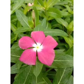 vinca