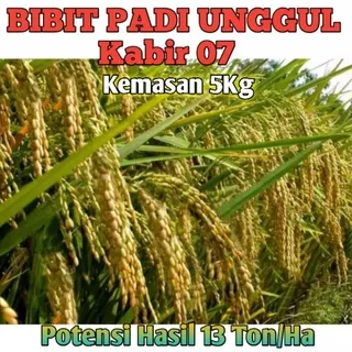 Benih padi kabir 07 padi unggul kemasan 5kg