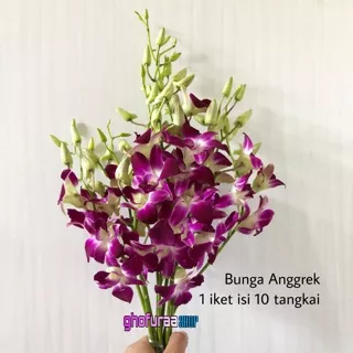 Bunga anggrek asli - bunga anggrek ungu dekorasi hiasan tanaman flowes