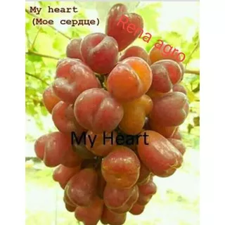 bibit anggur import my heart, anggur import, anggur bonus bibit anggur lokal atau Bidara