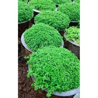 Cuba  Hemianthus media cup tanaman aquascape