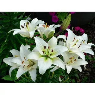 tanaman hias kucai bunga - bunga tulip lili hujan bunga putih Bunga Hidup-Bunga Hiasan Rumah Taman