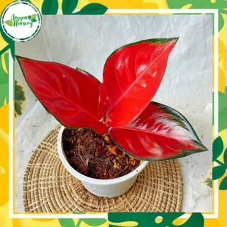 [?COD] AGLONEMA SUKSOM - (REMAJA) / TANAMAN HIAS AGLONEMA MERAH / BUNGA AGLONEMA MERAH MURAH