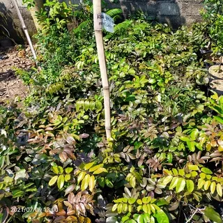 Kelengkeng Merah Siap Berbuah || Kelengkeng Merah Okulasi || Kelengkeng Merah Termurah