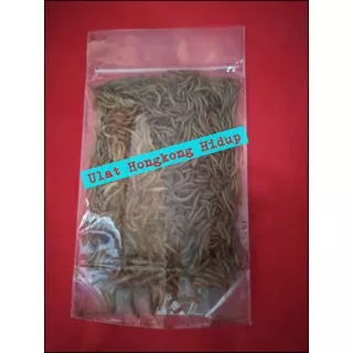 Ulat Hongkong Hidup 100gram