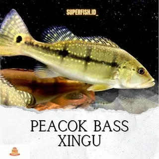 Peacok Bass Xingu