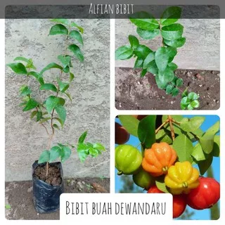 Bibit tanaman buah dewandaru | Cermai belanda | Bahan Bonsai | Tabulampot